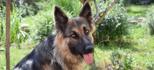 Val-de-Marne : un homme arrêté pour acte de cruauté sur un animal