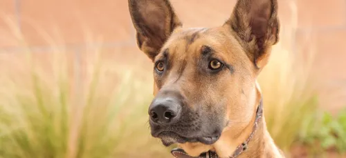 Chien poignardé dans le Val-de-Marne : six mois de prison ferme