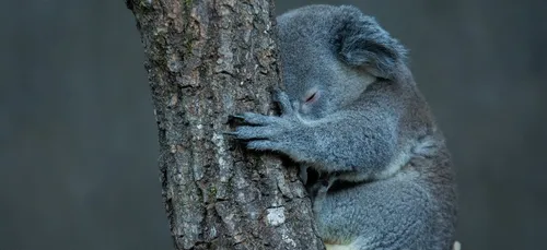 Zoo de Beauval : une grande collecte pour l’Australie