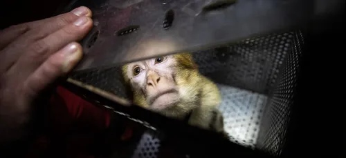 Seine-Saint-Denis : les pompiers retrouvent un singe magot chez un...