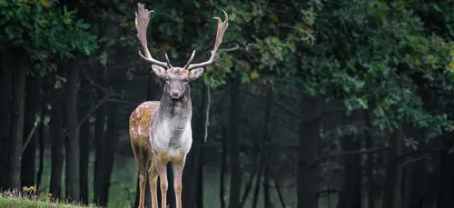 ASPAS, des terrains pour la faune et la flore sauvage