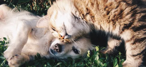 Il faudra bientôt un permis pour adopter un animal en Ile-de-France
