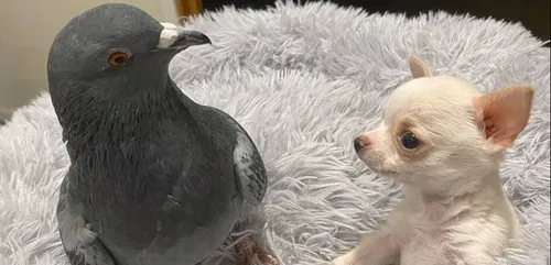 Quand un chiot handicapé devient le meilleur ami d’un pigeon...
