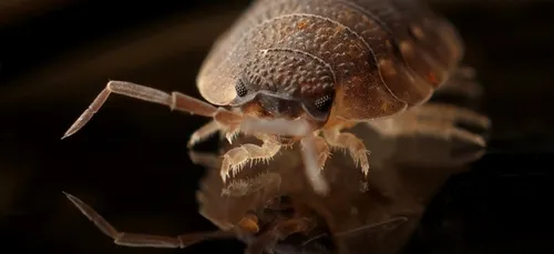 Île-de-France : un plan de lutte contre les punaises de lit