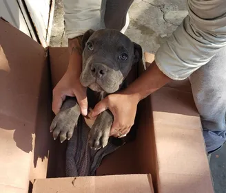 La lettre bouleversante d’un garçon qui abandonne son chien pour le...