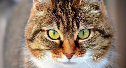 Politique : ce chat est candidat aux prochaines élections...