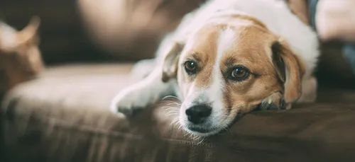 Coronavirus : un premier chien testé positif au virus placé en...