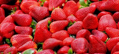 La Courneuve : les fraises sont cultivées dans des containers