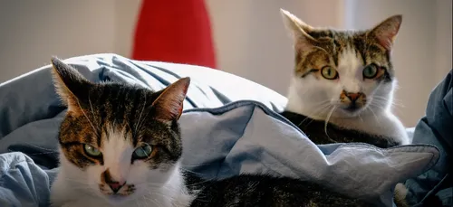 Les propriétaires de chats auraient des pratiques plus osées