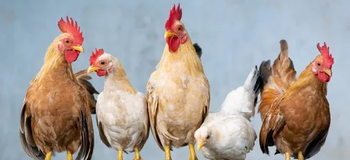 Poules à sauver et glace au rosé : voici le journal des bonnes...