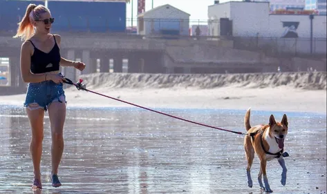 Promener son chien en peluche  : en Espagne on se joue du...