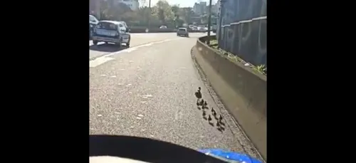 Paris : les policiers escortent des canetons sur le périphérique !...