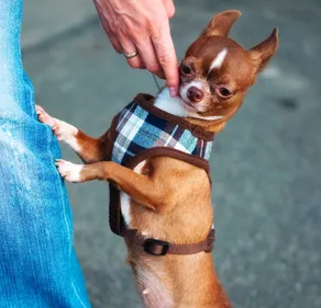 Confiné, un mexicain envoie son chien à l’épicerie (photos)