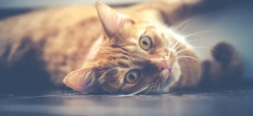 Coronavirus : un chat contaminé par son maître en Belgique