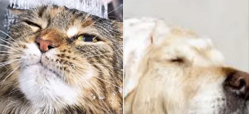 Ne désinfectez pas vos chiens et vos chats mais...