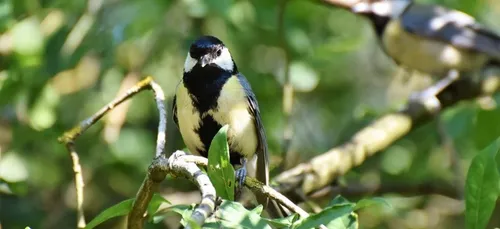 Pendant le confinement, comptez les oiseaux près de chez vous !