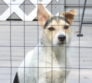 Comment adopter un animal en période de confinement ?