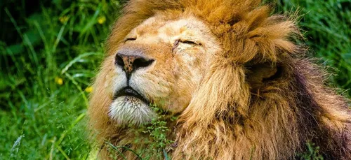 Des lions profitent du confinement pour s’installer sur une route...