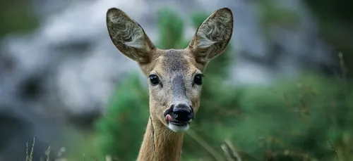 Un chevreuil s’éclate sur une plage de Bretagne pendant le...
