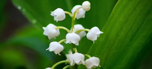 Muguet : les fleuristes fermés, la vente dans la rue interdite