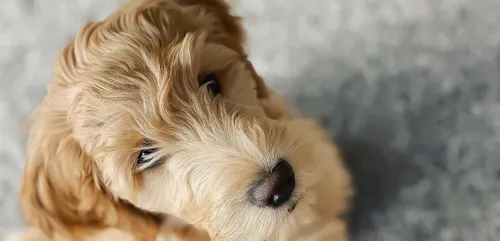 Il trouve un message déchirant attaché au collier d’un chien...