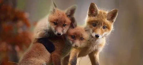 Une famille de renards aperçue dans le cimetière du Père-Lachaise...