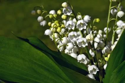 Découvrez comment acheter votre muguet vendredi