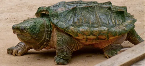 Une impressionnante tortue-alligator trouvée dans un parc des...