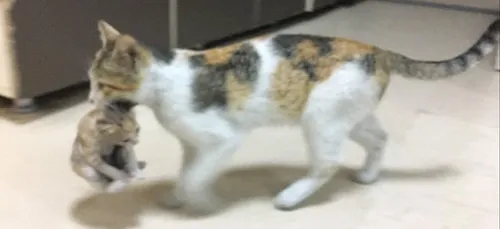 Une maman chat entre dans un hôpital pour déposer son petit malade...