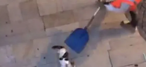 Un agent de propreté filmé en train de jeter un chat vivant à la...