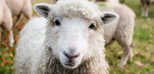 Des moutons envahissent des rues en pleine nuit (Vidéo)