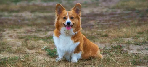 300 animaux sauvés pendant le confinement en Île-de-France