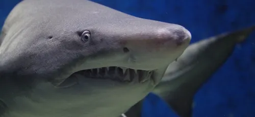 Ce nageur paralympique poursuivi par des requins en plein...