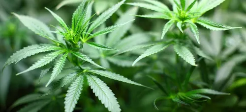 Il organise un drive de drogue devant chez sa mère