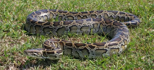 Un python d'1m20 retrouvé en pleine rue à Rennes !