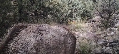 Trouver le puma caché sur cette photo, le défi qui rend fou les...