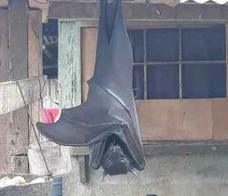 Cette chauve-souris « de taille humaine » affole la toile (Photos)