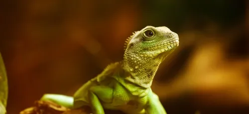 Une tête de lézard trouvée dans un bocal de sauce bolognaise (Photo)