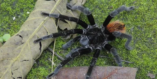 Une mygale saisie par des gendarmes près d’Angers (Photo)