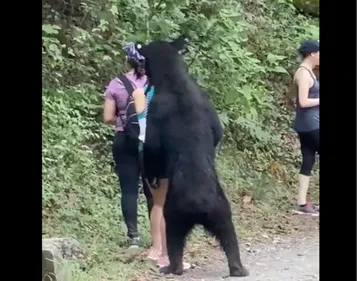 Approchée par un ours en pleine balade, elle tente tout de même un...