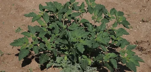 Une famille en réanimation après avoir ingéré du datura