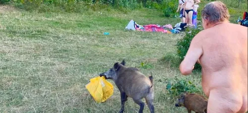 Il se fait voler son sac par un sanglier et le poursuit entièrement...