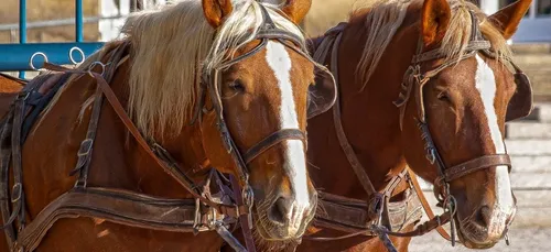 Un cheval meurt d’épuisement après avoir tiré des touristes sous la...