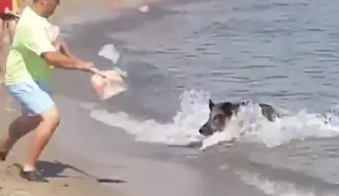 Un sanglier sème la panique sur une plage après être sorti de l’eau...