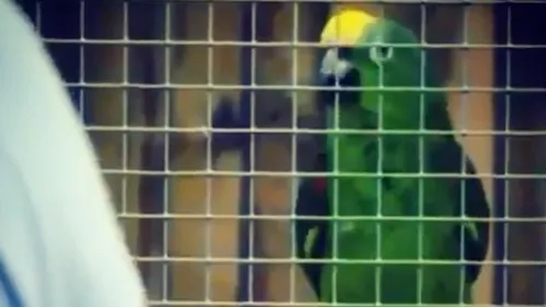 Beyoncé : ce perroquet qui interprète «If I Were a Boy» fait le...