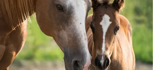Mutilation de chevaux : les centres équestres du Val-d’Oise sur le...