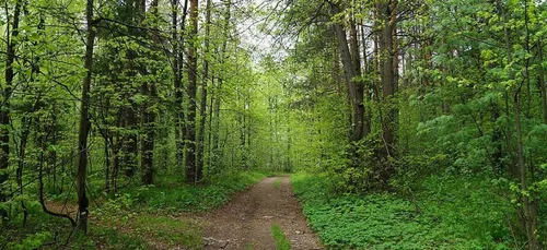 Le violeur de la forêt de Sénart devant la justice