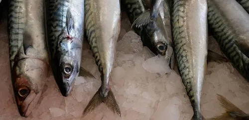 8 poissons sur 10 sur nos étales ne proviennent pas de la pêche...