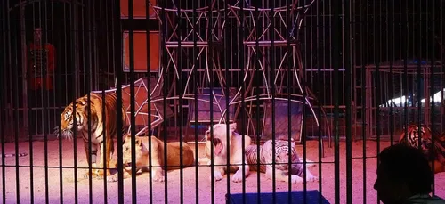 Vers la fin des animaux sauvages dans les cirques itinérants