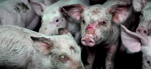 Souffrance animale : un élevage porcin épinglé par L214